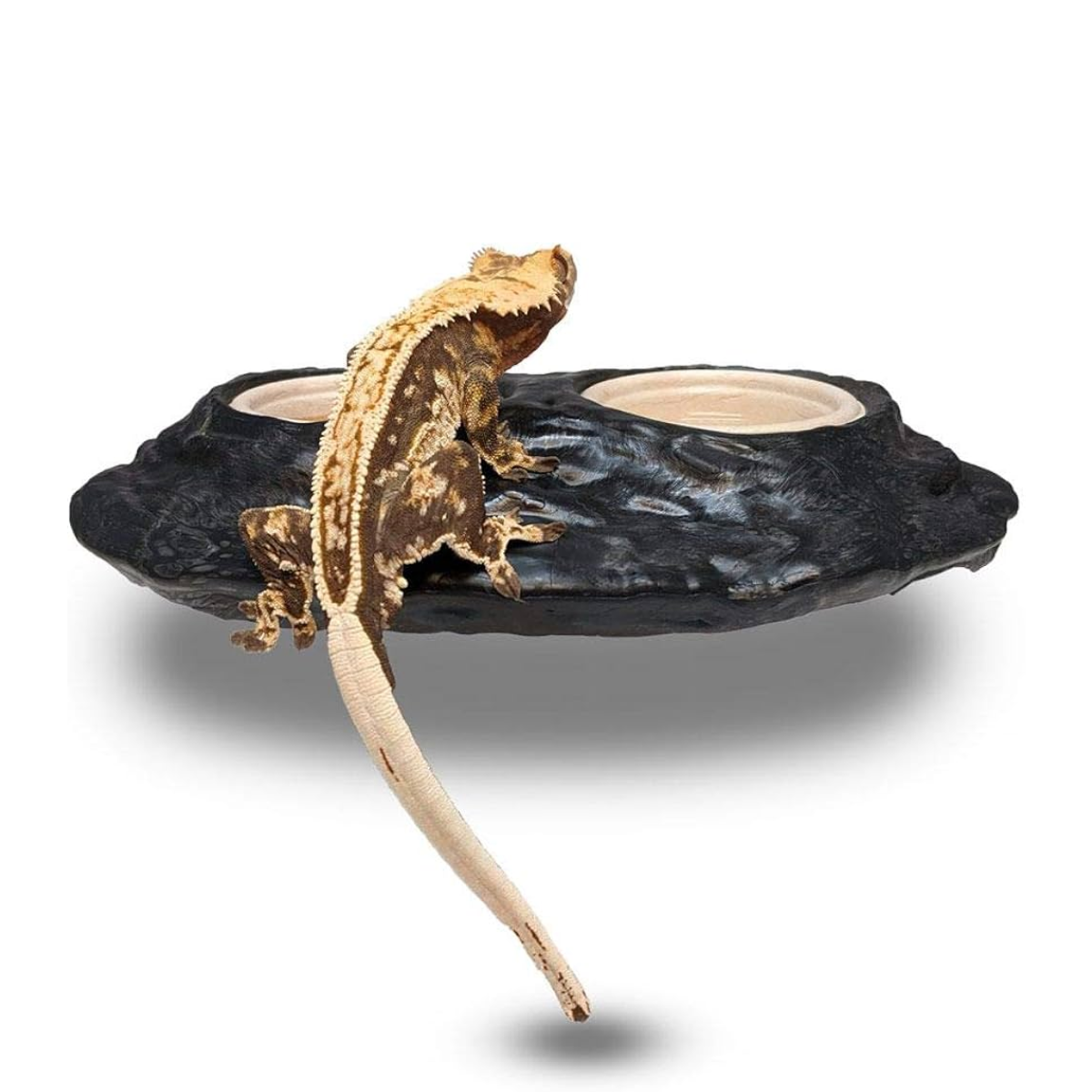 Pangea Ultimate Gecko Ledge Magnetic