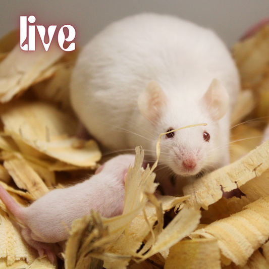 Live House Mouse