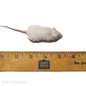 Live House Mouse