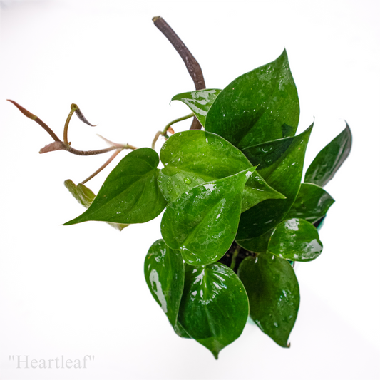 Philodendron hederaceum “Heartleaf”