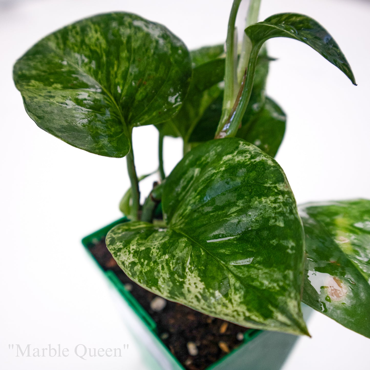 Epipremnum aureum “Marble Queen”