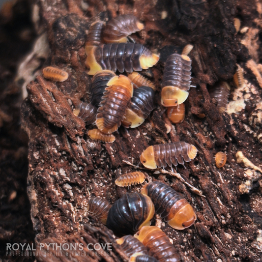 Cubaris sp. Rubber Ducky Isopods