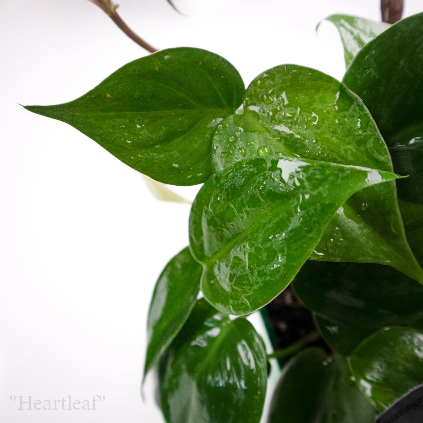 Philodendron hederaceum “Heartleaf”