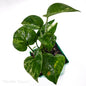 Epipremnum aureum “Marble Queen”