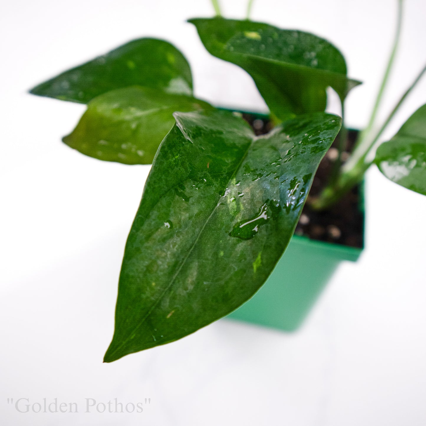 Epipremnum aureum “Golden Pothos”