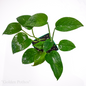 Epipremnum aureum “Golden Pothos”