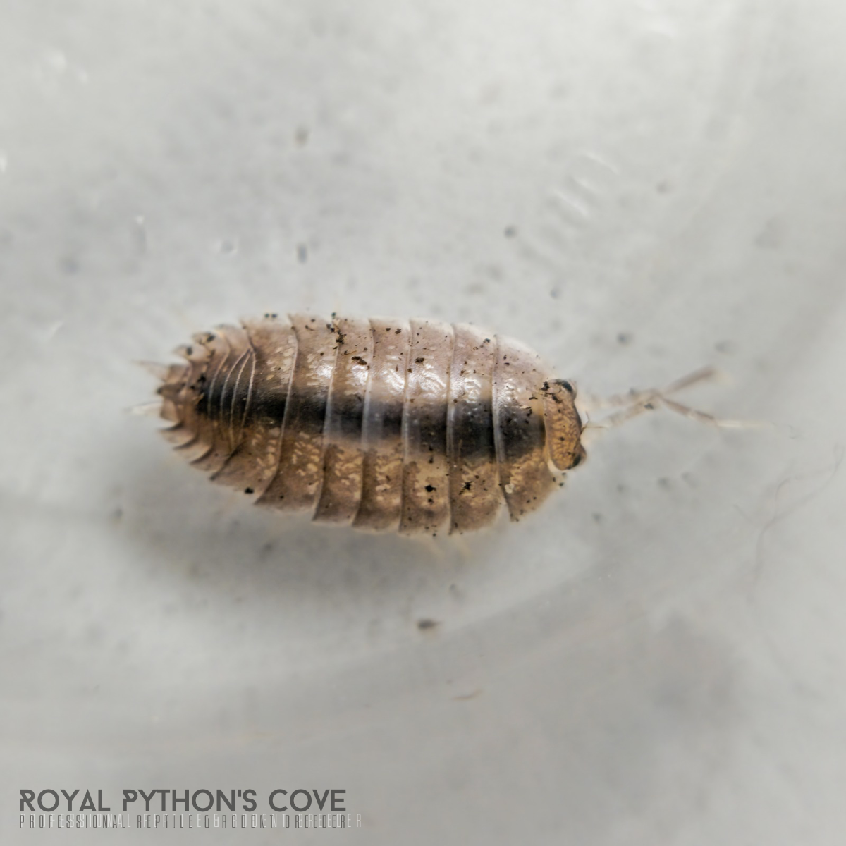 Porcellio laevis "Milkback" Isopods