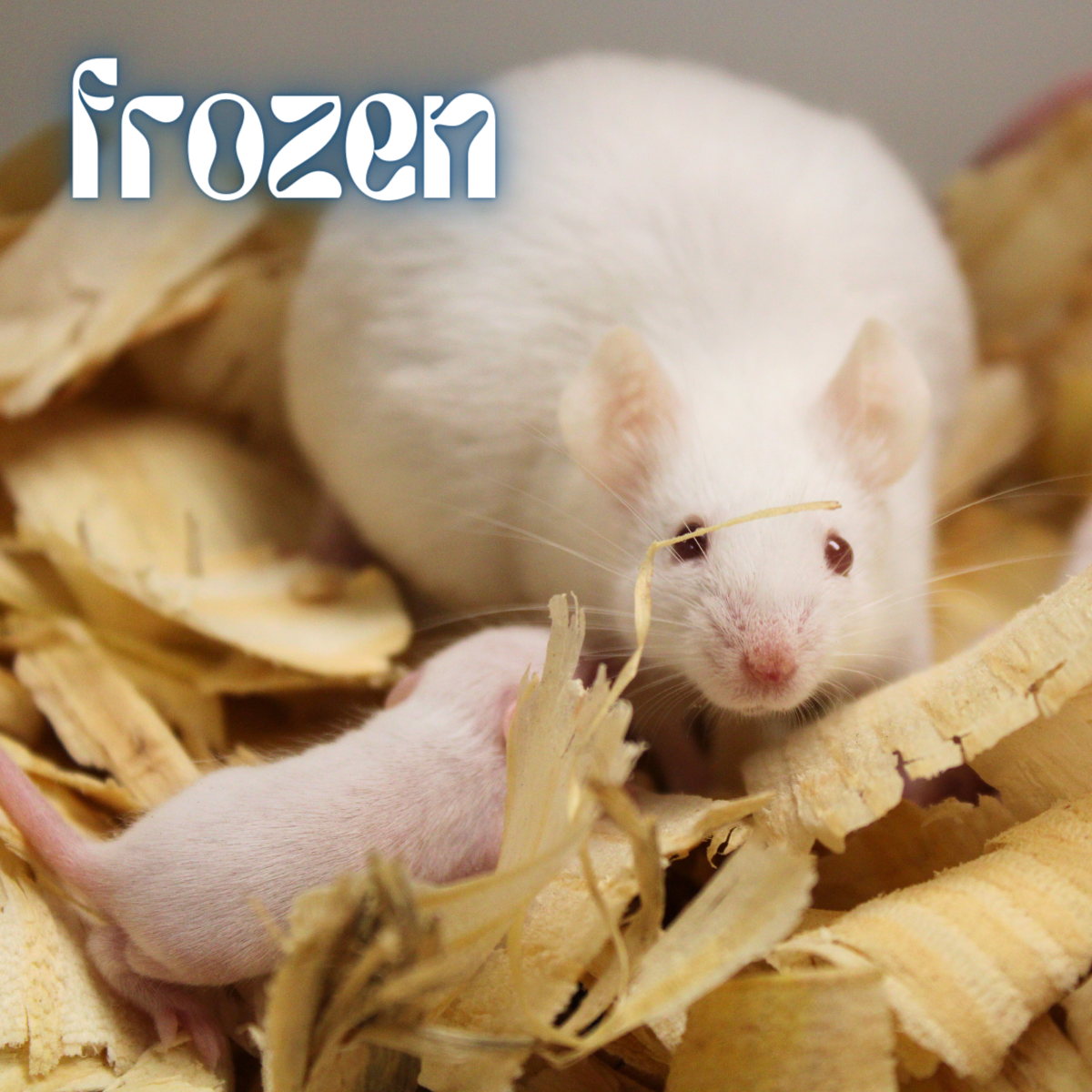 Frozen House Mouse