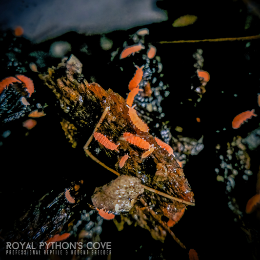 Bilobella braunerae "Orange" Springtails