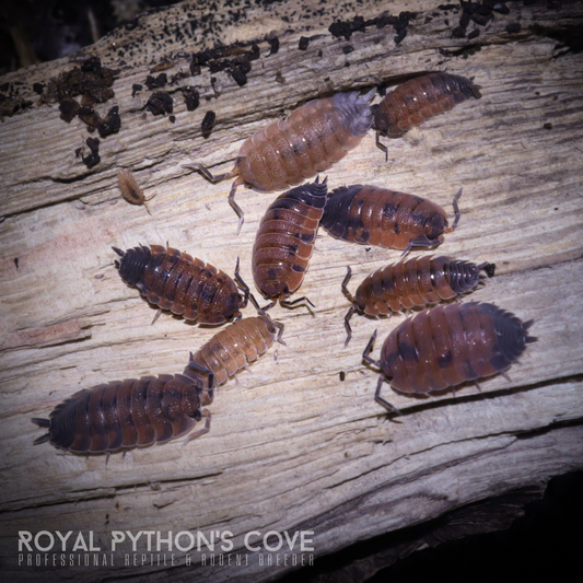 Porcellio scaber "Lava" Isopods