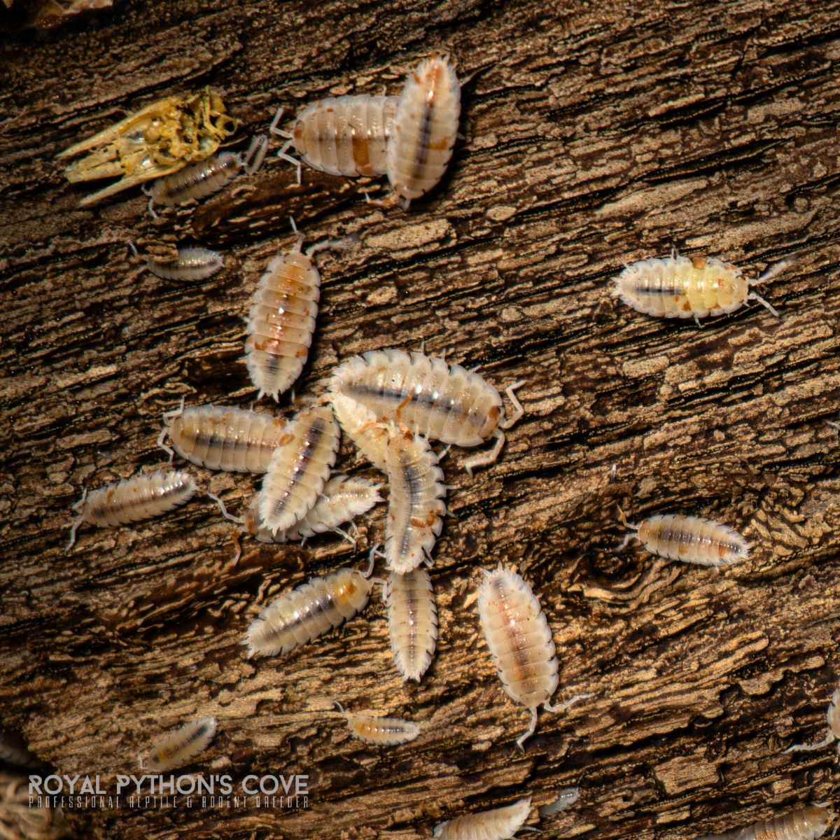 Porcellio scaber "Orange Dalmatian" Isopods