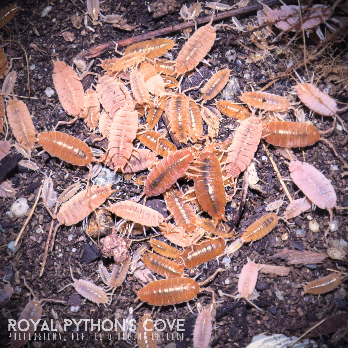 Porcellionides pruinosus "Powder Orange" Isopods