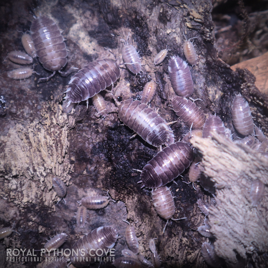 Porcellio laevis "Milkback" Isopods