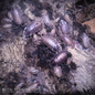 Porcellio laevis "Milkback" Isopods