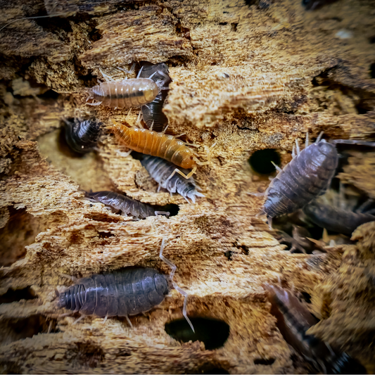 Isopod Mix: Powder Orange, Swift Woodlouse, Oreo Crumble + White Springtails