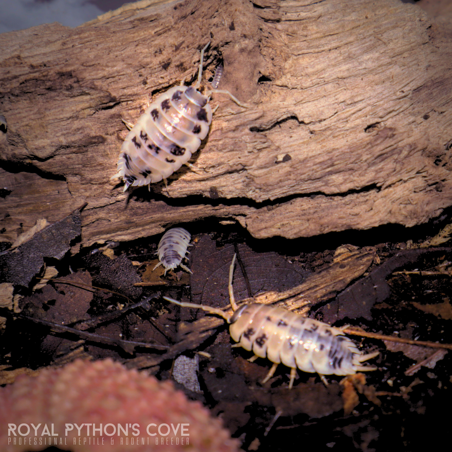 Porcellio laevis "Dairy Cow" Isopods