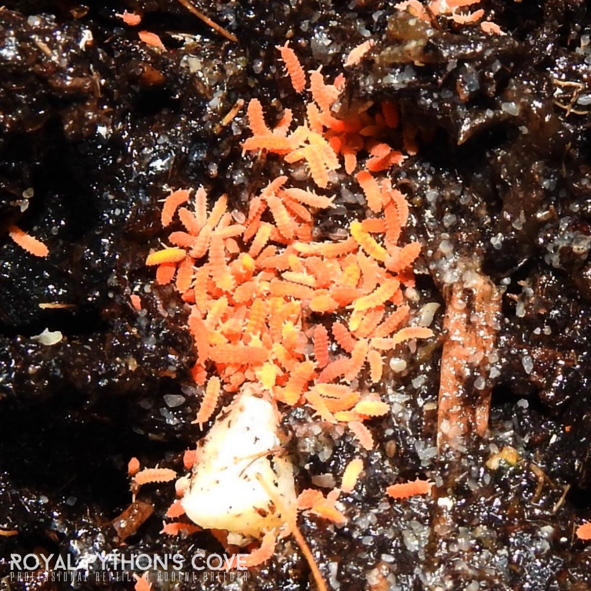 Bilobella braunerae "Orange" Springtails