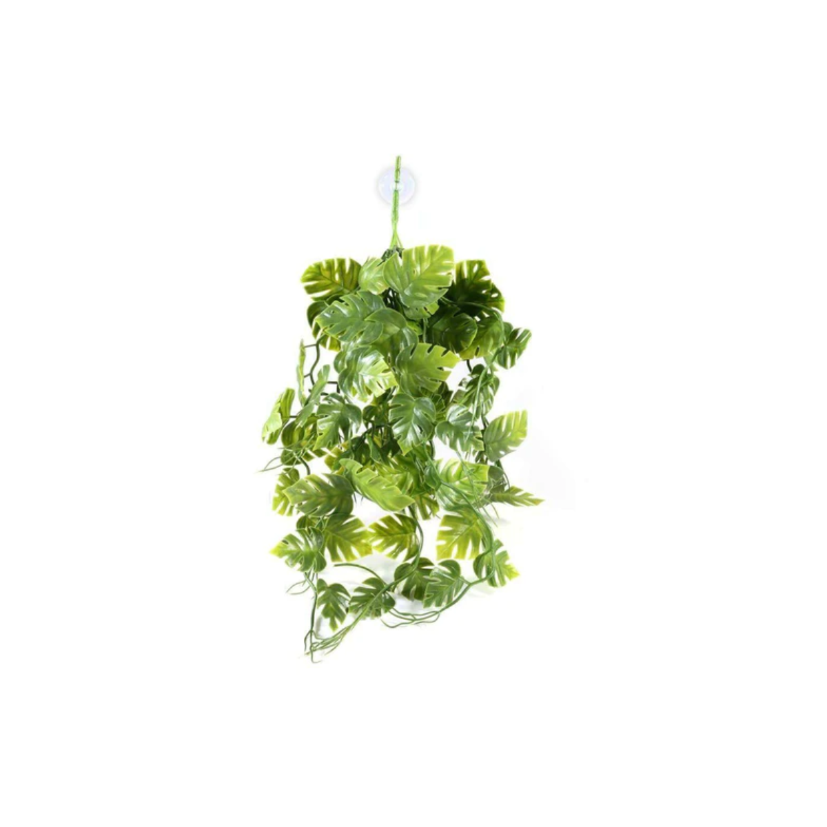 Pangea Green Hanging Plant